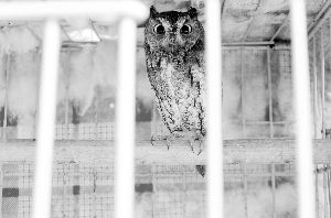 萌萌的貓頭鷹是飼養(yǎng)的熱門 現(xiàn)代快報(bào)記者 李雨澤/攝 萌萌的貓頭鷹是飼養(yǎng)的熱門 現(xiàn)代快報(bào)記者 李雨澤/攝