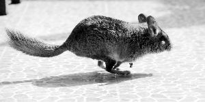  龍貓是異寵愛好者喜歡飼養(yǎng)的一種寵物 現(xiàn)代快報(bào)記者 李雨澤/攝