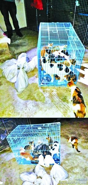 志愿者將放生的貓抓捕回來，這些貓等待領養(yǎng)