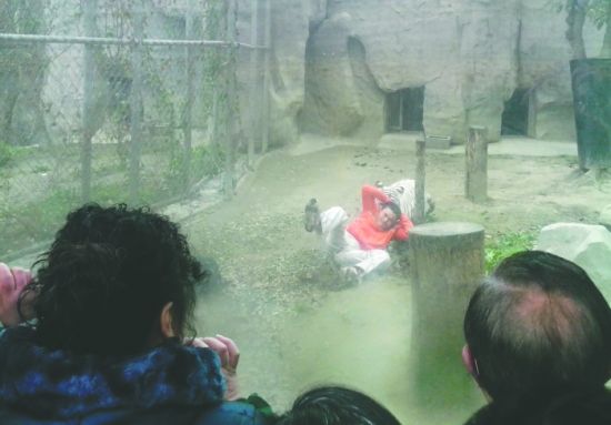 昨日，成都動(dòng)物園，男子進(jìn)入白虎活動(dòng)區(qū)后被白虎拖行。動(dòng)物園出動(dòng)50多人成功營救下他
