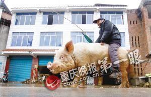 蔣大爺騎著他的種豬出門(mén)，回頭率很高。