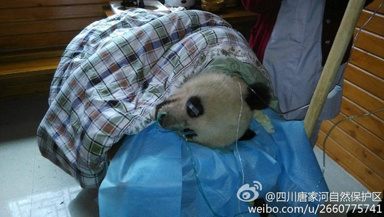 圖據(jù)@四川唐家河自然保護區(qū) 圖據(jù)@四川唐家河自然保護區(qū)