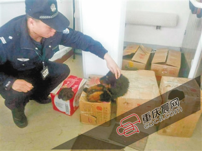 3只小藏獒被裝紙箱帶上火車(chē) 低吠嚇退乘警長(zhǎng) 3只小藏獒被裝紙箱帶上火車(chē) 低吠嚇退乘警長(zhǎng)