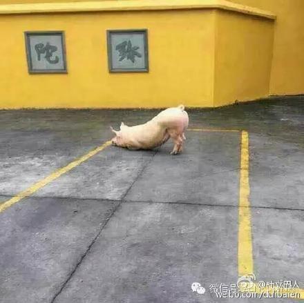 一頭豬跑到寺院跪拜引圍觀 警察點(diǎn)破稱實(shí)為有病 一頭豬跑到寺院跪拜引圍觀 警察點(diǎn)破稱實(shí)為有病