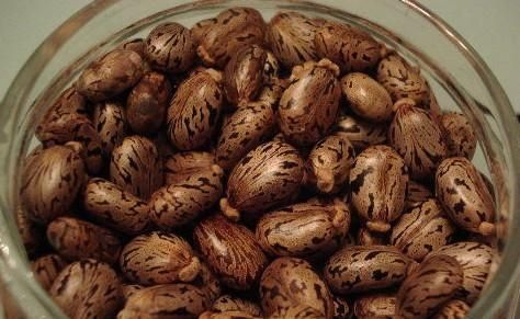 蓖麻子中含蓖麻毒蛋白及蓖麻堿，特別是前者，會引起中毒。網(wǎng)絡(luò)截圖