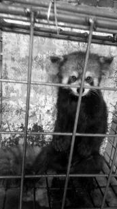 在校大學(xué)生網(wǎng)上販賣(mài)珍貴野生動(dòng)物 稱因家境困難