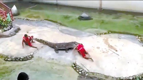 馴獸師靠近鱷魚慢慢把頭放入張大的嘴中 馴獸師靠近鱷魚慢慢把頭放入張大的嘴中