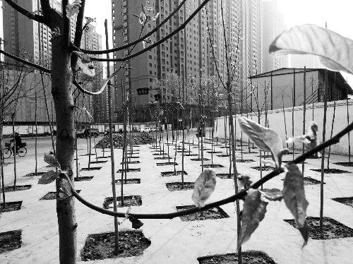 英協(xié)路沈莊北街路口空地上，城管雇人種的100多棵樹已經(jīng)長出了嫩芽