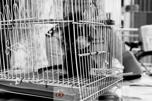 “別看俺個子小，中國很稀少！”