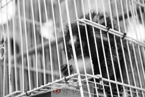 “不要盯著俺看，俺害羞……”（設計臺詞）