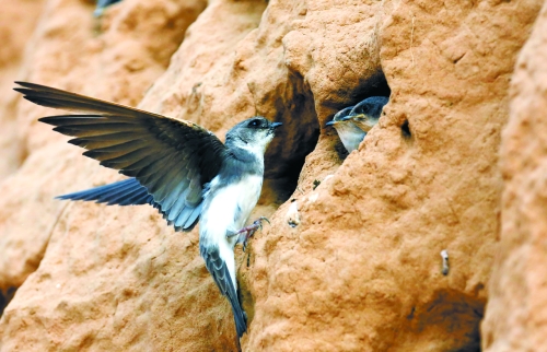 　曾經(jīng)，那些在工地上的巢穴待哺的小沙燕