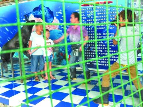 海獅就這樣被飼養(yǎng)員和攝影師擺弄，稍不聽(tīng)話就會(huì)遭到毒打。
