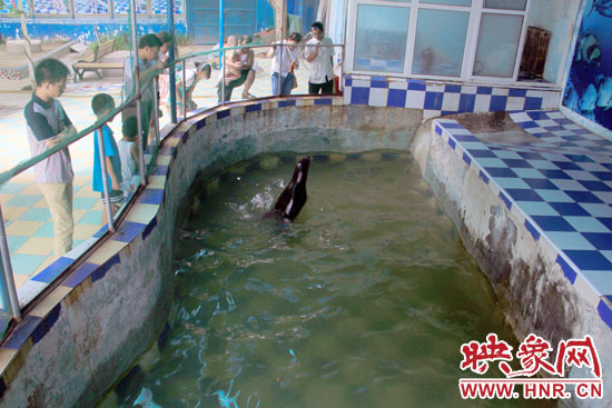 圖為游客在護(hù)欄網(wǎng)外面，觀看海獅的表演。