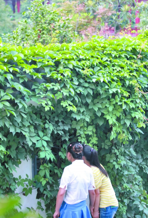 外面的游客正通過墻上的鏤空的窗，向夢溪園內(nèi)觀望。