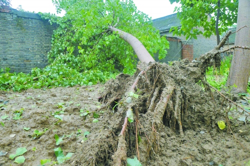 在焦作馬村區(qū)白莊老村，大樹被狂風刮倒。