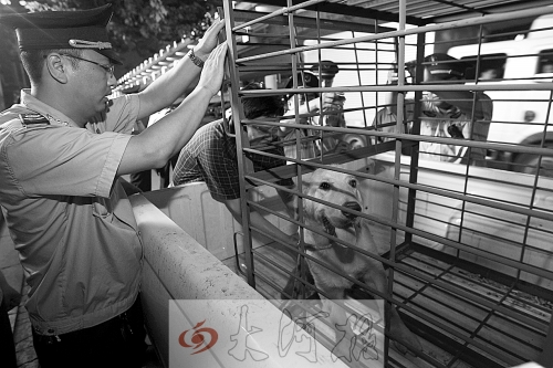 相關(guān)部門將加強(qiáng)管理，今年12月起烈性犬一律沒收。 （資料圖）