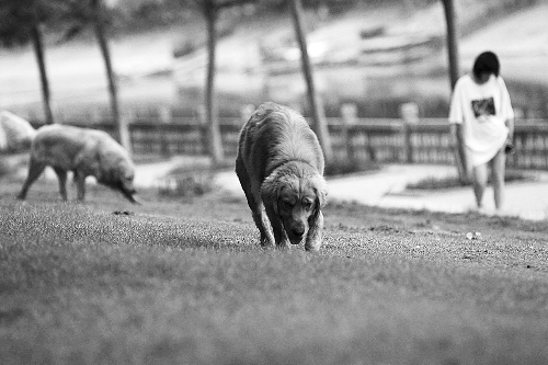 　喜歡養(yǎng)大狗狗的朋友，要抓緊給愛(ài)犬在郊外安個(gè)家哦！