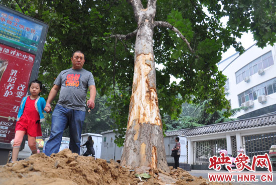 大樹根部翹起，歪向人行道邊。