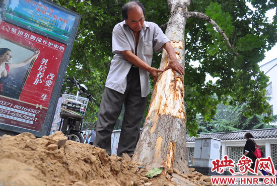 法桐受傷嚴(yán)重，樹皮上還沾著不少玻璃。