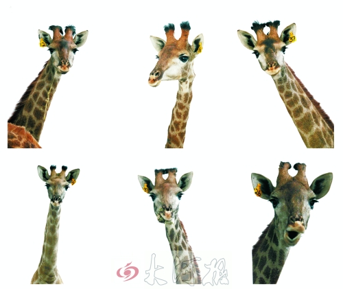 不是我們“高高在上”，只是個(gè)子太高就看看臉吧！