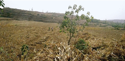 因干旱，農(nóng)田閑置尚未播種小麥