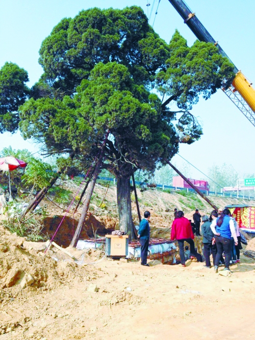 村民日夜守護著大柏樹 村民日夜守護著大柏樹