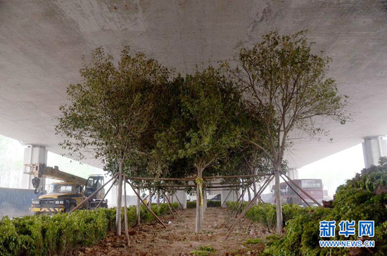 鄭州紫辰路與南三環(huán)交叉口向西，南三環(huán)快速路立交橋下，種植了40余棵大葉女貞，樹木已與立交橋底齊高。