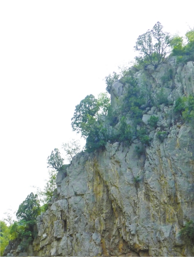 南太行山崖長的只是側(cè)柏,不是崖柏。