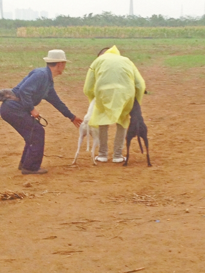 上場(chǎng)前，狗主人進(jìn)場(chǎng)撫摸自己的愛(ài)犬，給它打氣加油。