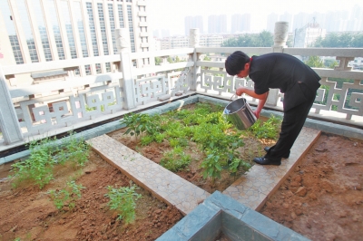 鄭州某酒店在樓頂打造的菜園子，服務(wù)員正在澆水。