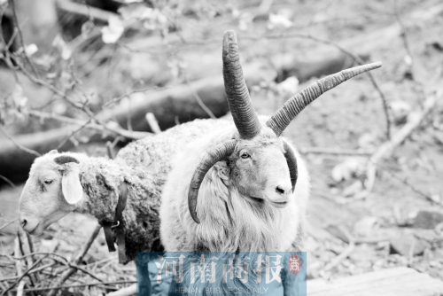 “咩……我的原主人說，他養(yǎng)了一輩子羊，也沒見過我這種情況”