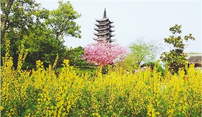 綠博園盛開的鮮花“期待”和市民“約會”。