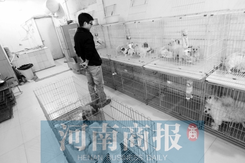 市民反映，淮河路“緣寵”寵物店曾出售疑似患病的狗