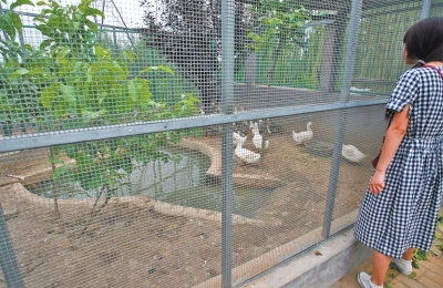 救助鳥(niǎo)類的大籠子里沒(méi)有鳥(niǎo)類，鴨子和鵝占了“鵲巢