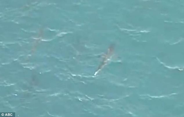 美海灘驚現(xiàn)萬頭鯊魚 美海灘驚現(xiàn)萬頭鯊魚