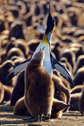 一只小企鵝找到了自己的“家長” 一只小企鵝找到了自己的“家長”