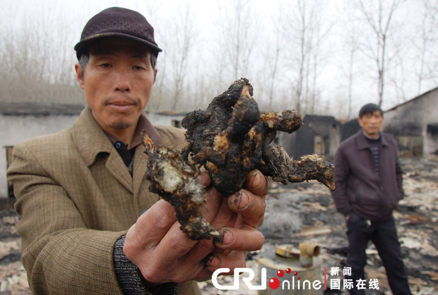 3500雛雞變"烤雞" 3500雛雞變"烤雞"