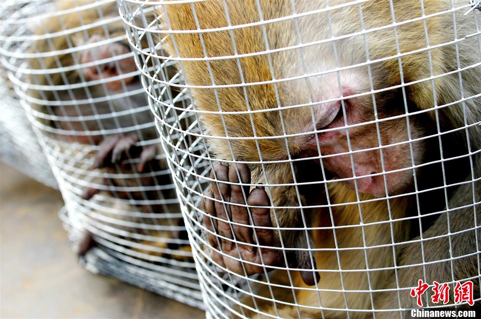 第九屆華賽獲獎(jiǎng)作品：中國制造的實(shí)驗(yàn)用猴