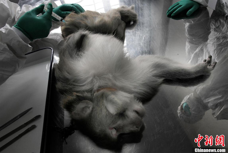 第九屆華賽獲獎(jiǎng)作品：中國制造的實(shí)驗(yàn)用猴