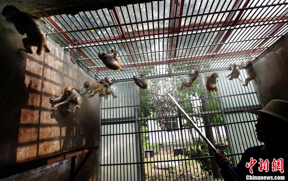 第九屆華賽獲獎(jiǎng)作品：中國制造的實(shí)驗(yàn)用猴