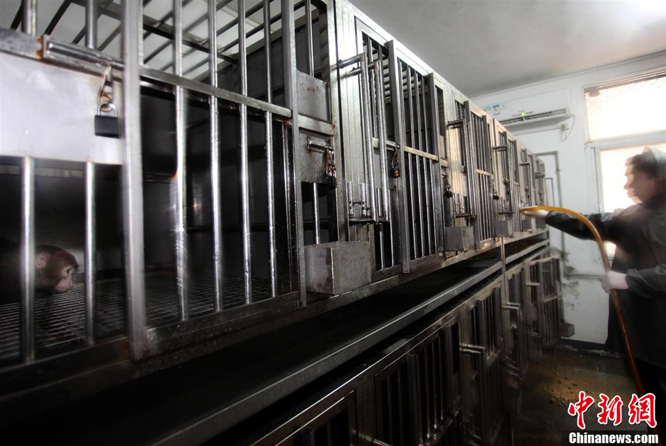 第九屆華賽獲獎(jiǎng)作品：中國制造的實(shí)驗(yàn)用猴