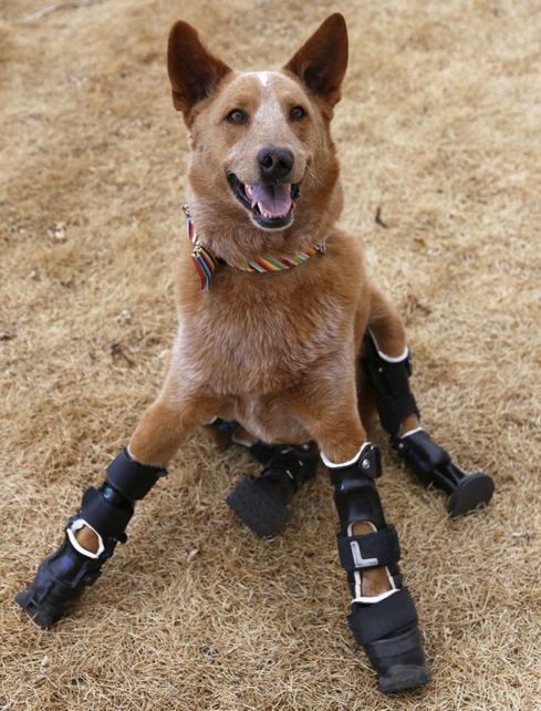 小狗裝義肢后獲新生 小狗裝義肢后獲新生