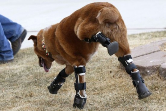 小狗裝義肢后獲新生 小狗裝義肢后獲新生