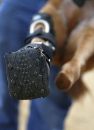 小狗裝義肢后獲新生 小狗裝義肢后獲新生