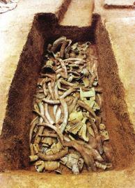 　　1月15日,青關(guān)山發(fā)掘出的大量象牙。攝影張磊　