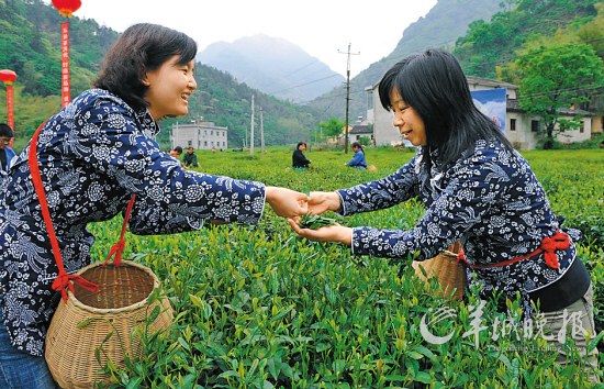 　　名茶六安瓜片原產(chǎn)地,游客身穿采茶女服裝在茶園體驗采摘新茶的樂趣。