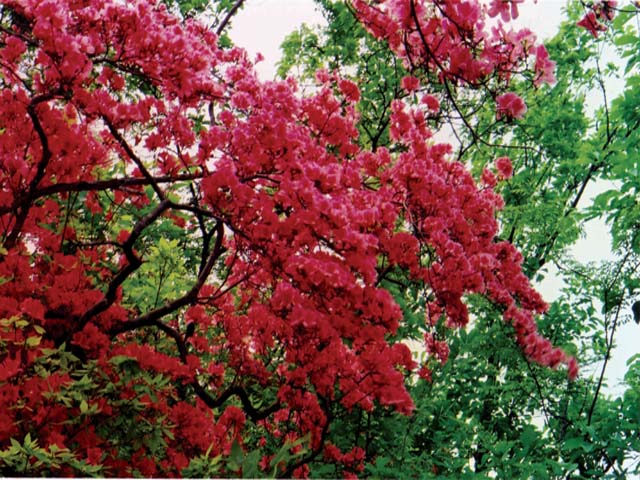 龍峪灣美景 龍峪灣美景