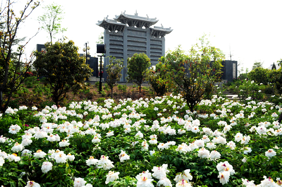 萬(wàn)株牡丹與您相約鄭州綠博園 萬(wàn)株牡丹與您相約鄭州綠博園