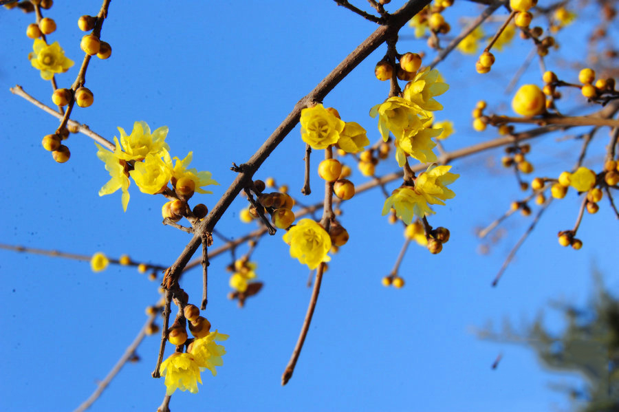 綠博園臘梅盛開香滿園 俏立枝頭待客來(lái)