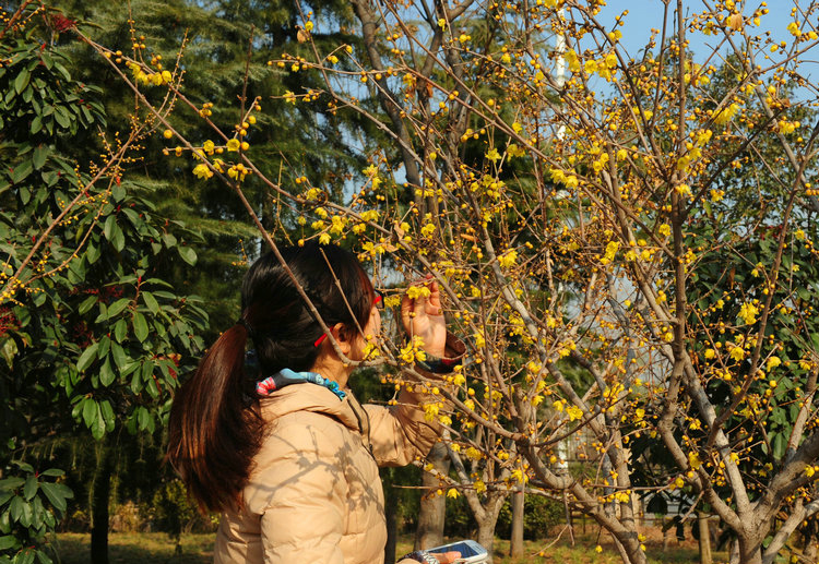 綠博園臘梅盛開香滿園 俏立枝頭待客來(lái)